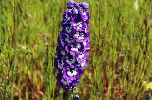 Pacific-Rittersporn 'King Arthur' - Delphinium x cultorum Pacific 'King Arthur'