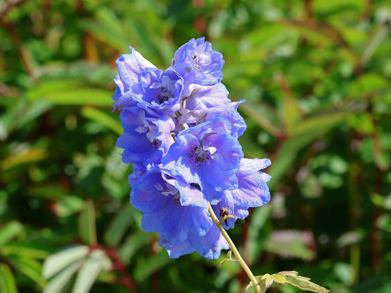 Pacific-Rittersporn 'Magic Fountain Dark Blue White Bee'