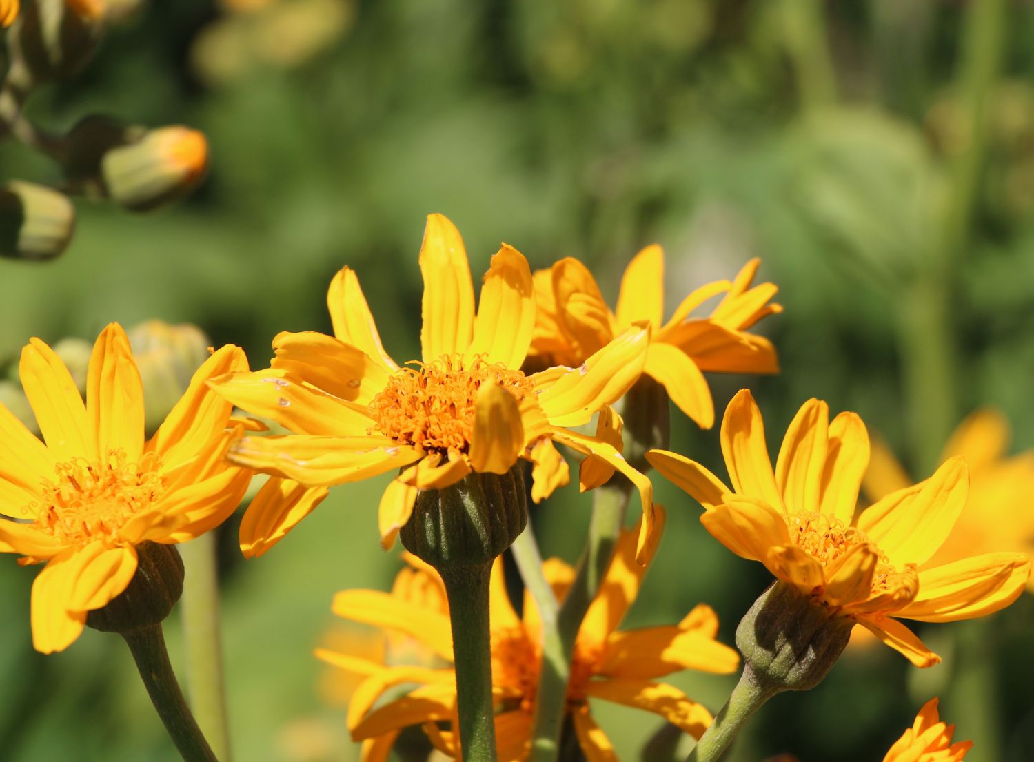 Palmblatt-Goldkolben