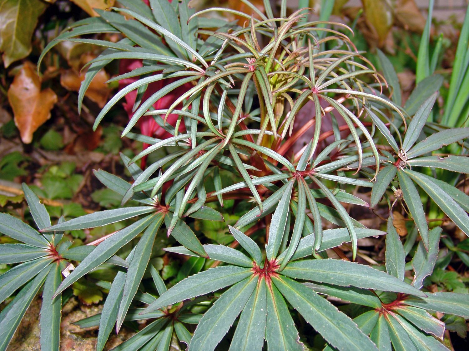 Palmblatt-Nieswurz 'Wester Flisk' - Helleborus foetidus 'Wester Flisk'