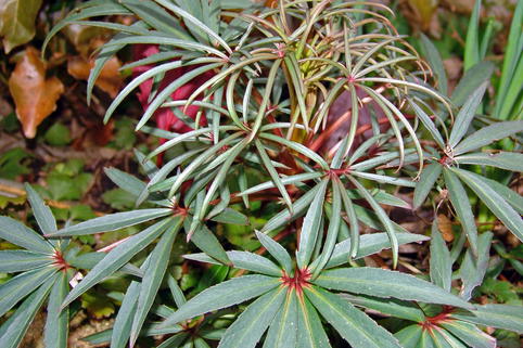 Palmblatt-Nieswurz 'Wester Flisk' - Helleborus foetidus 'Wester Flisk'