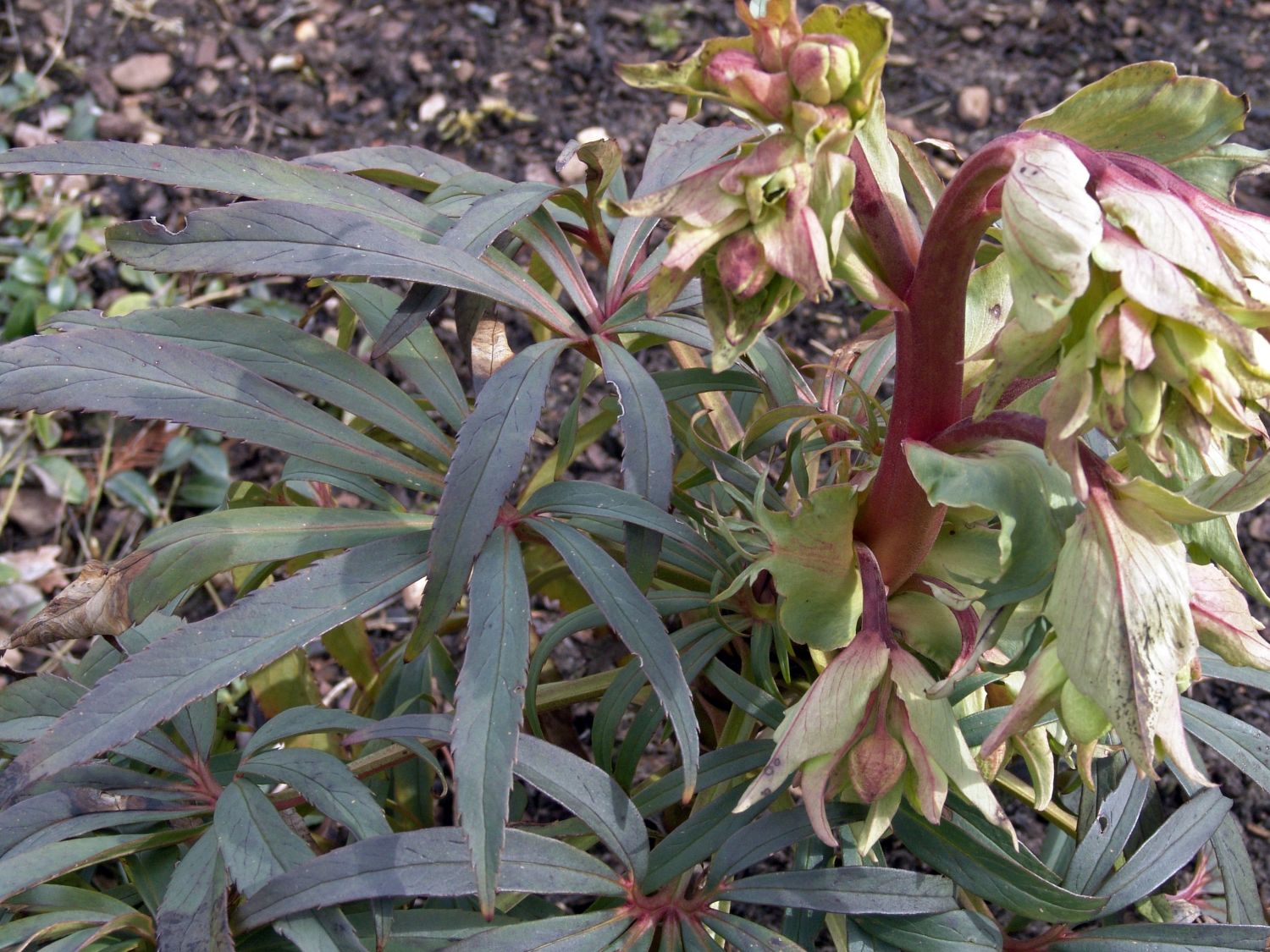 Palmblatt-Nieswurz 'Wester Flisk' - Helleborus foetidus 'Wester Flisk'