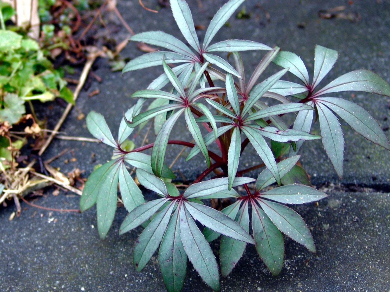 Palmblatt-Nieswurz 'Wester Flisk' - Helleborus foetidus 'Wester Flisk'