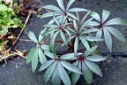 Palmblatt-Nieswurz 'Wester Flisk' - Helleborus foetidus 'Wester Flisk'