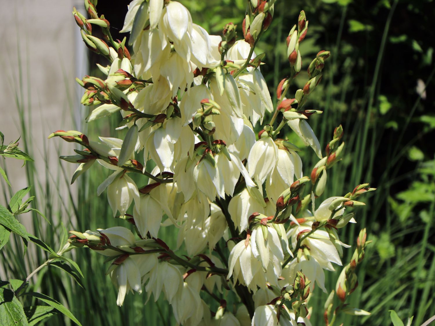Palmlilie 'Bright Edge' - Yucca filamentosa 'Bright Edge'