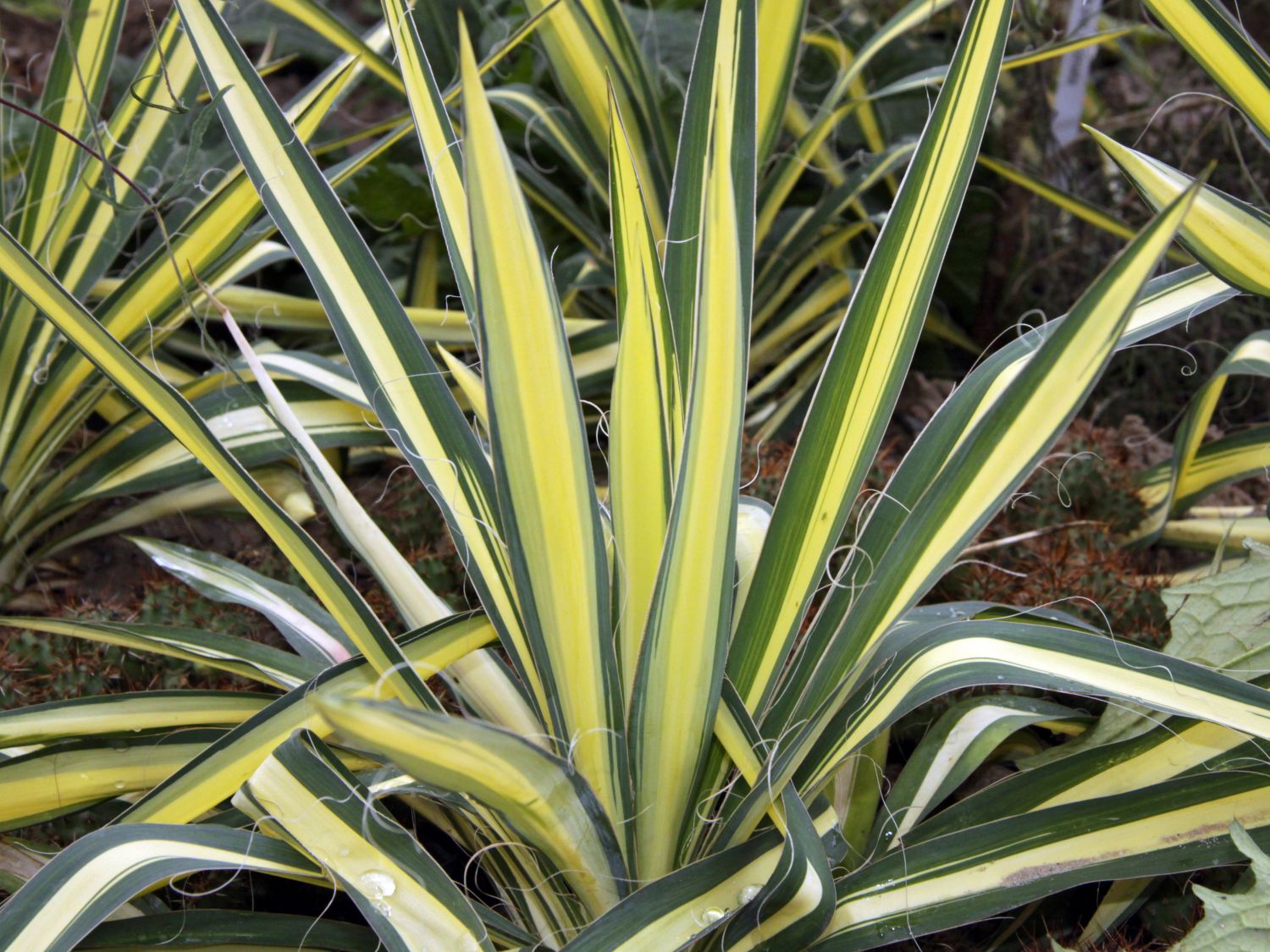 Palmlilien (Yucca)