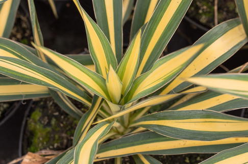 Palmlilie 'Gold Heart' - Yucca filamentosa 'Gold Heart'