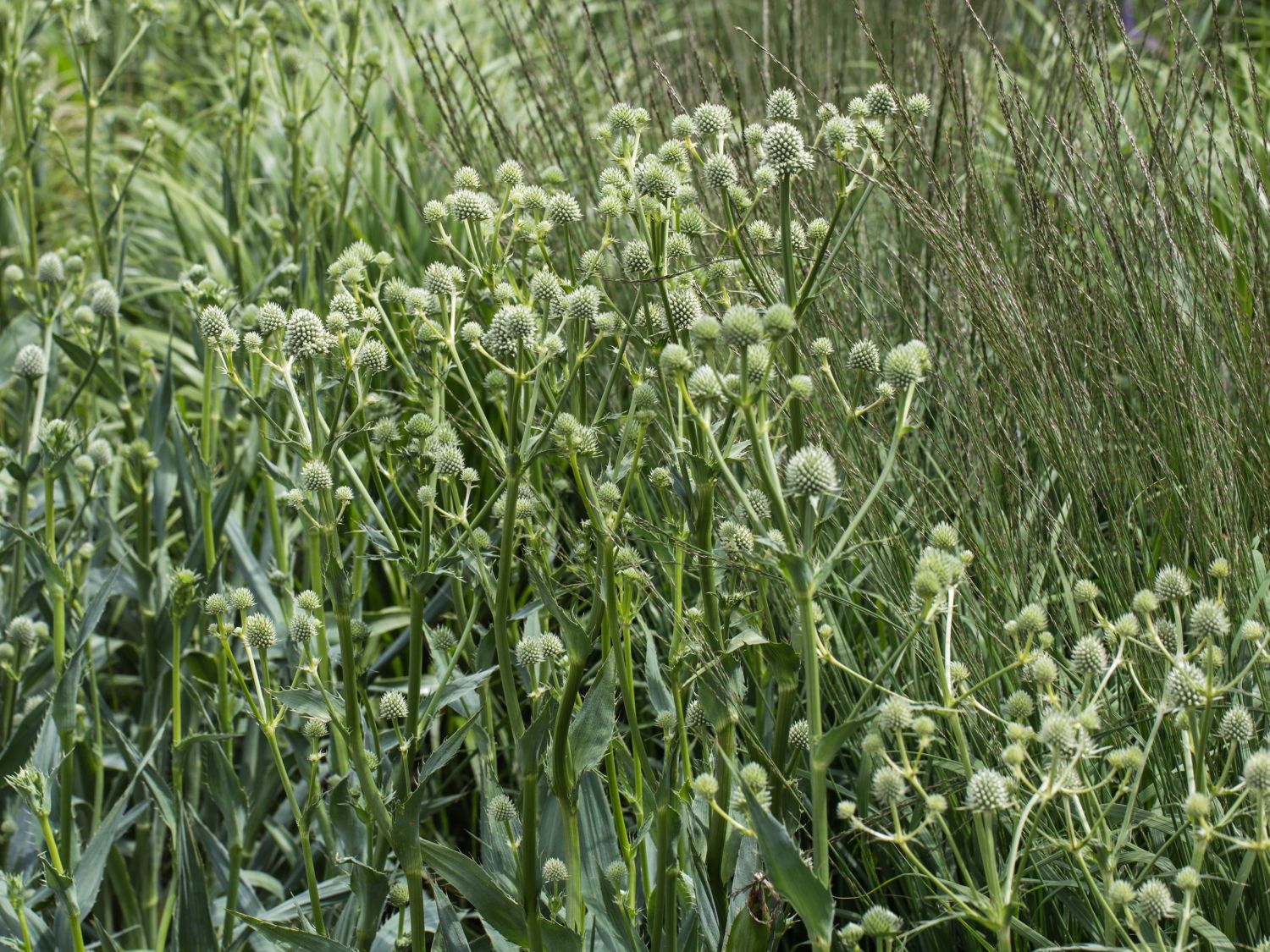 Palmlilienblättrige Mannstreu