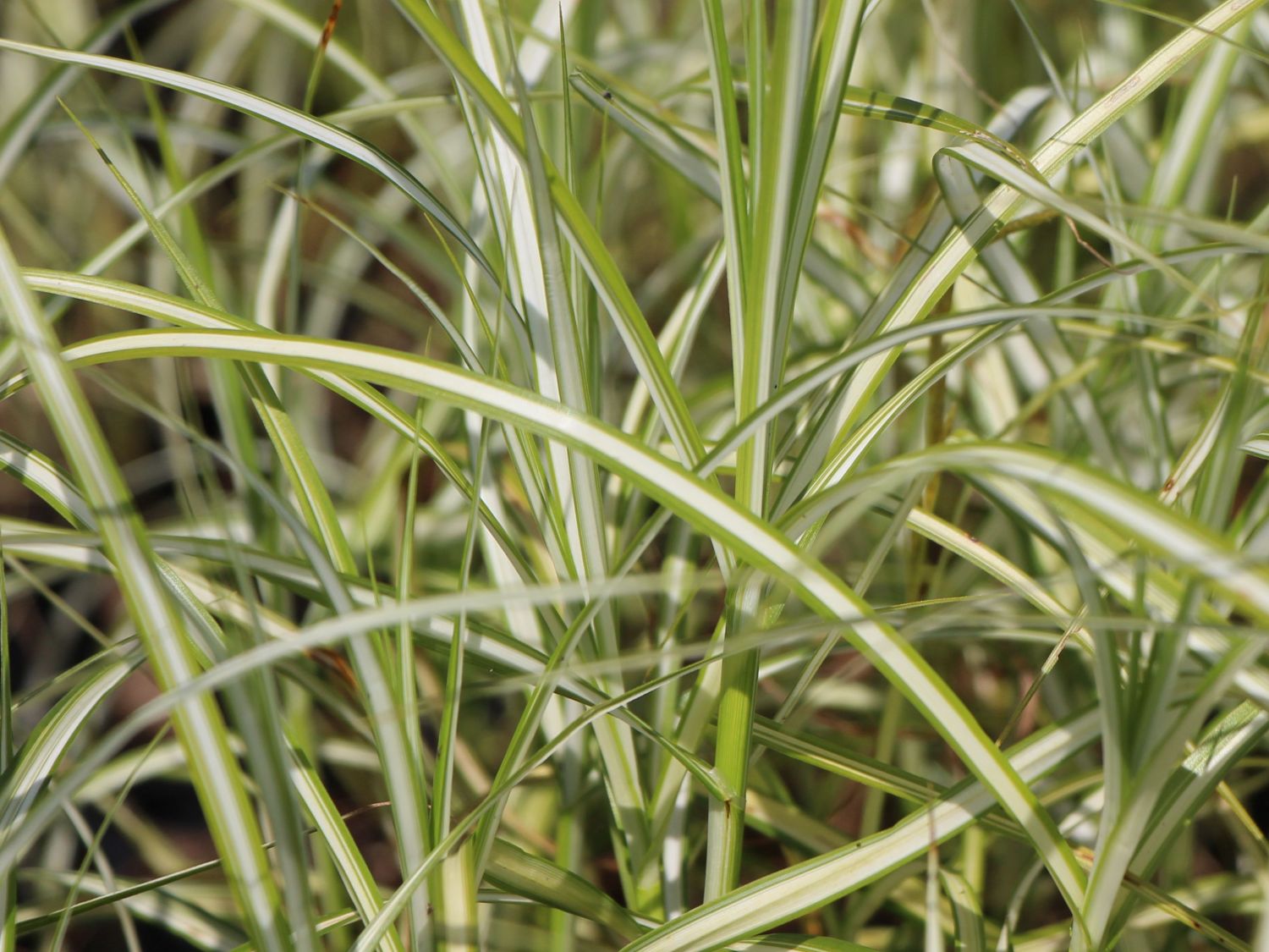 Palmwedel Segge 'Silberstreif'