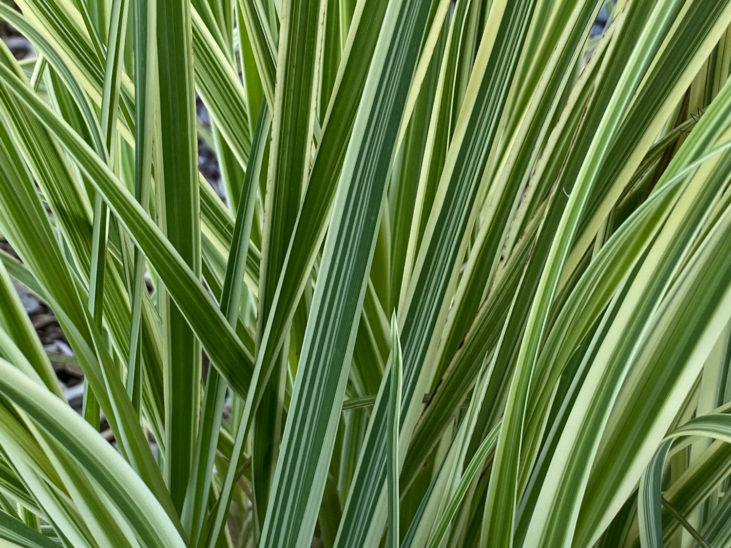 Pampasgras 'Pink Phantom' - Cortaderia selloana 'Pink Phantom'