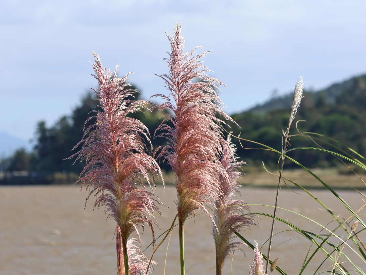 Pampasgras 'Pink Phantom' - Cortaderia selloana 'Pink Phantom'
