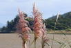 Pampasgras 'Pink Phantom' - Cortaderia selloana 'Pink Phantom'