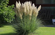 Pampasgras 'Silverstar'