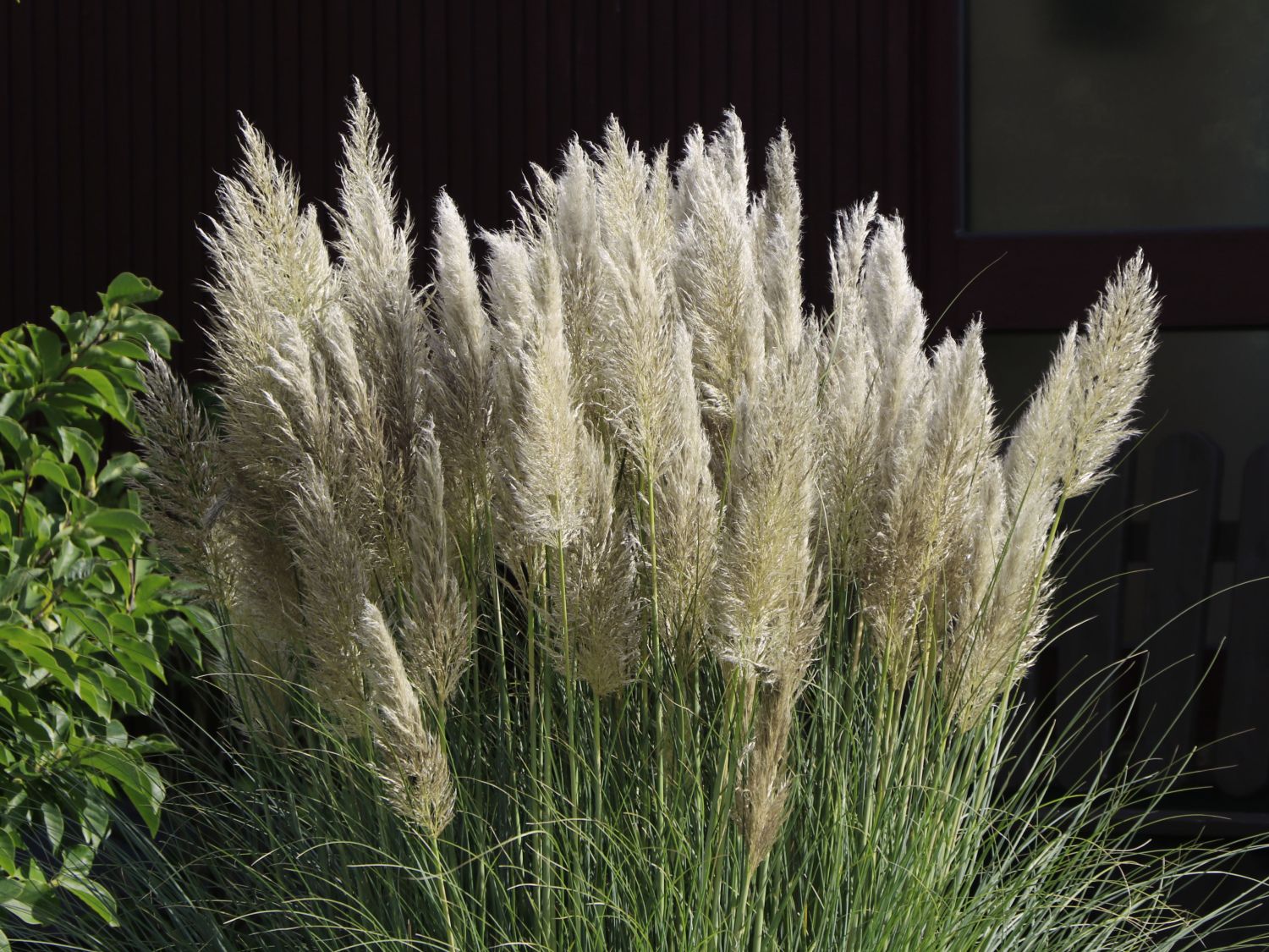 Pampasgras 'Silverstar' Alles erfahren über Blüte, Wuchs & Co.