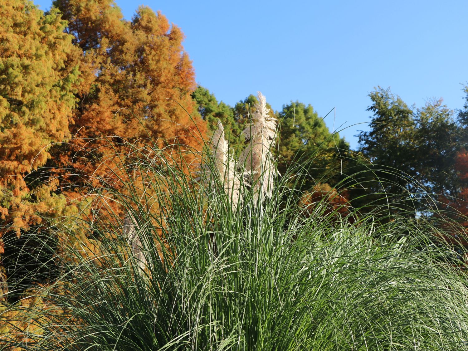 Pampasgras 'Silverstar' Alles erfahren über Blüte, Wuchs & Co.