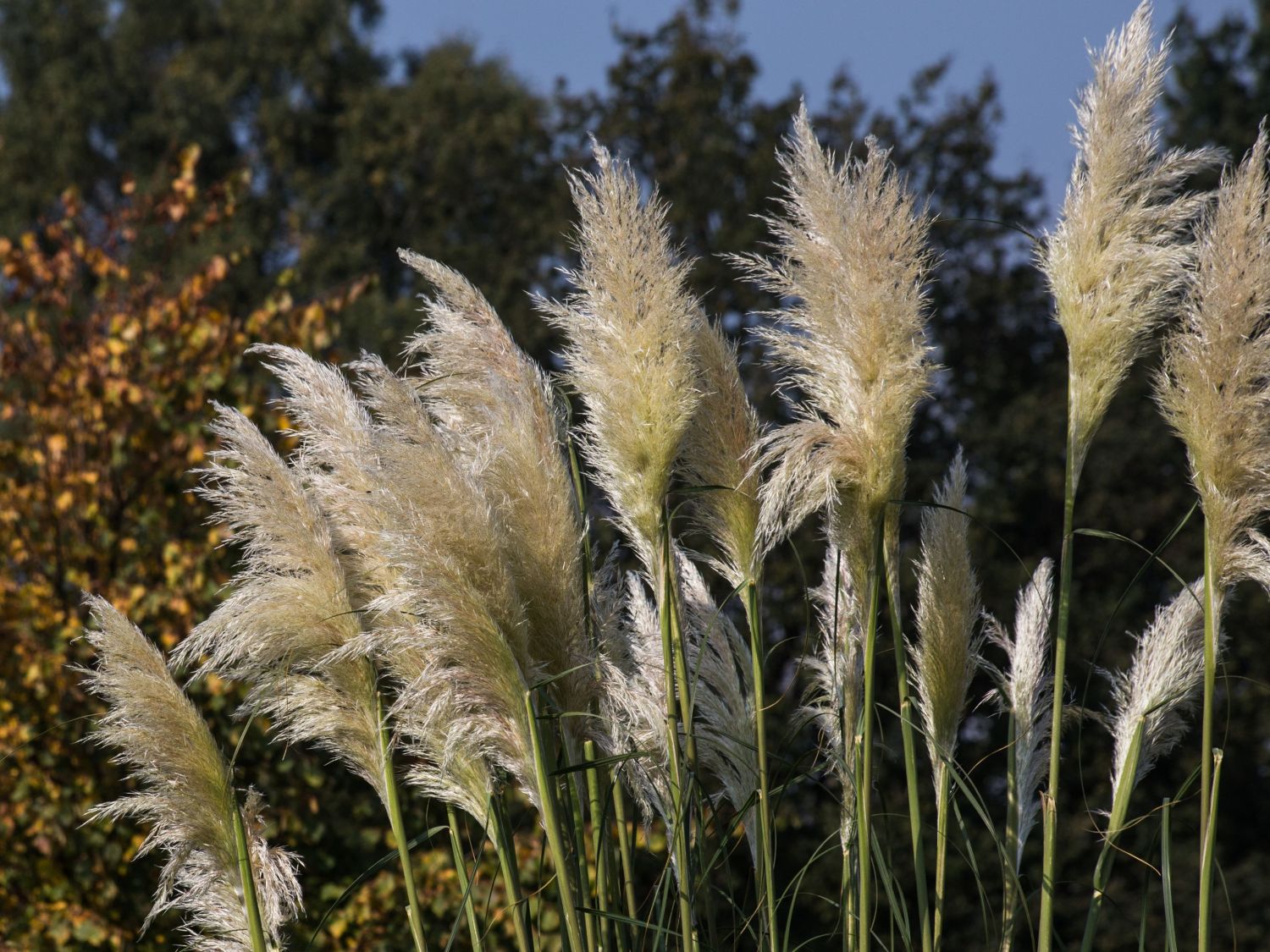 Pampasgras 'Sunningdale Silver'