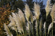 Pampasgras 'Sunningdale Silver'