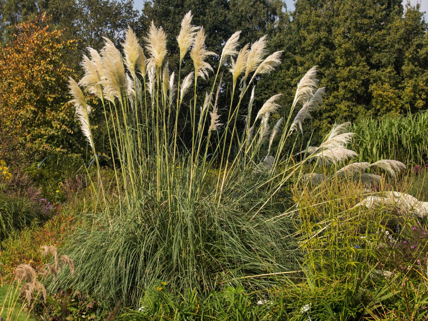 Süßgrasartige (Poales)