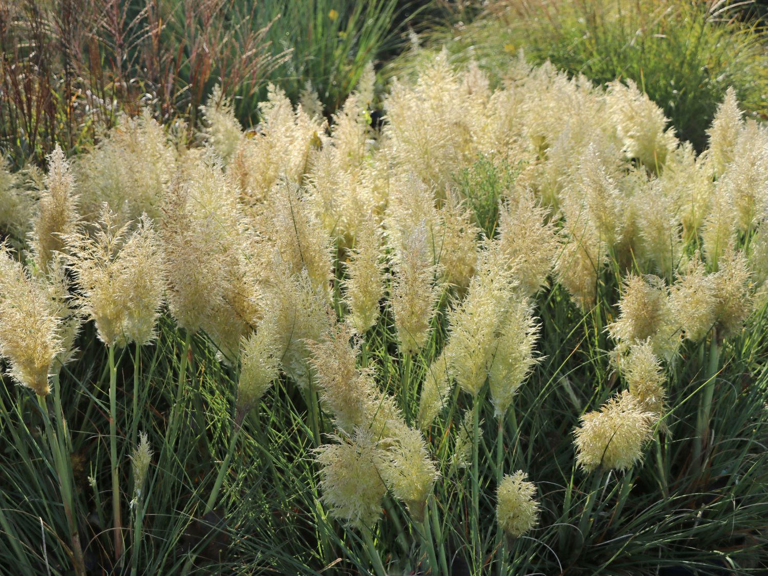 Pampasgras 'Tiny Pampa'