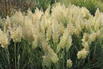 Pampasgras 'Tiny Pampa' - Cortaderia selloana 'Tiny Pampa'