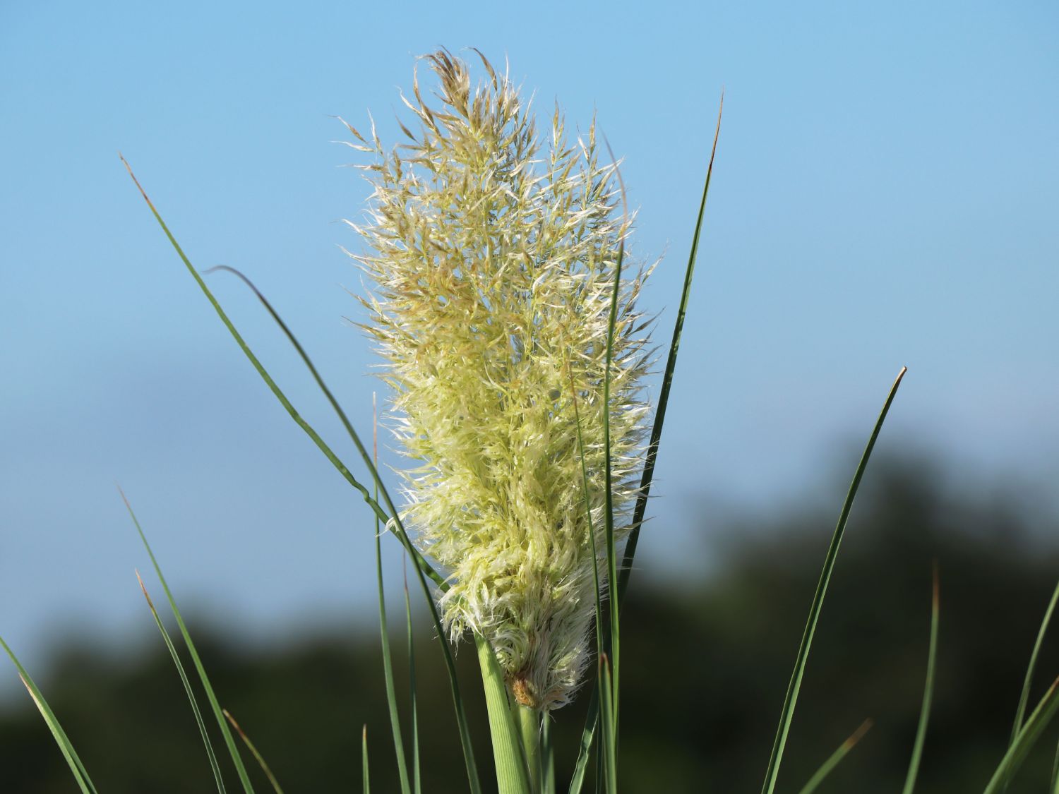 Pampasgras 'Tiny Pampa' - Cortaderia selloana 'Tiny Pampa'