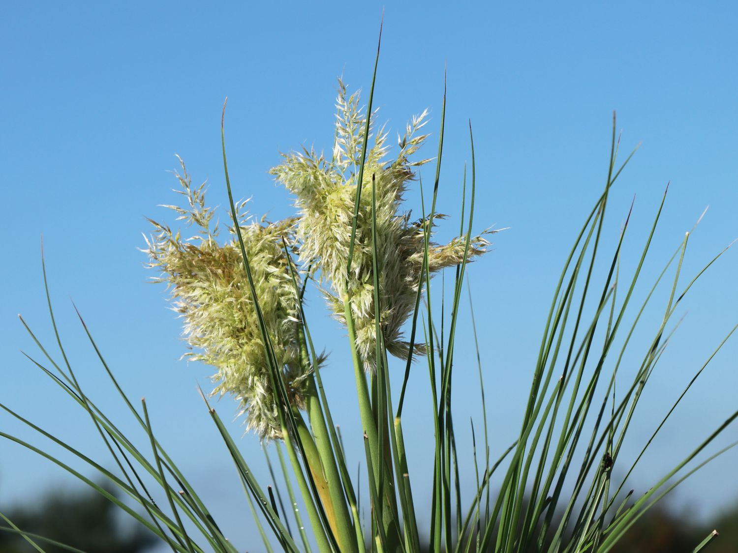 Pampasgras 'Tiny Pampa' - Cortaderia selloana 'Tiny Pampa'