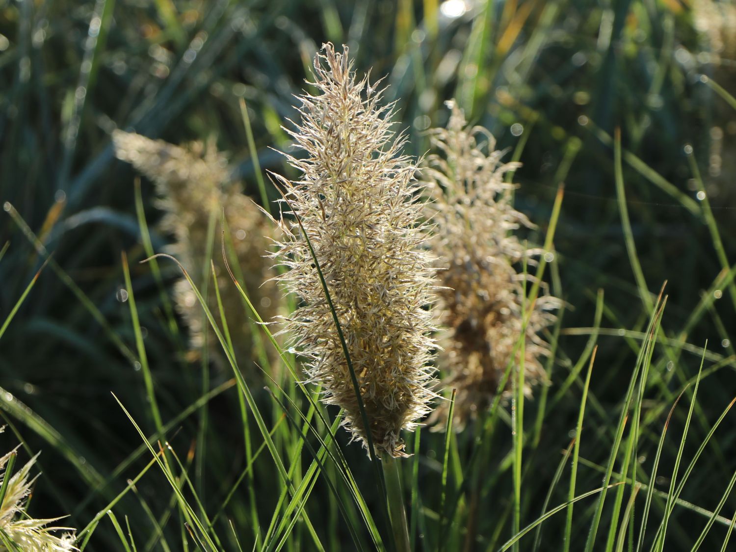 Pampasgras 'Tiny Pampa' - Cortaderia selloana 'Tiny Pampa'