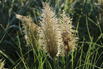Pampasgras 'Tiny Pampa' - Cortaderia selloana 'Tiny Pampa'