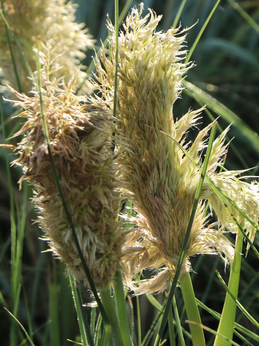 Pampasgras 'Tiny Pampa' - Cortaderia selloana 'Tiny Pampa'