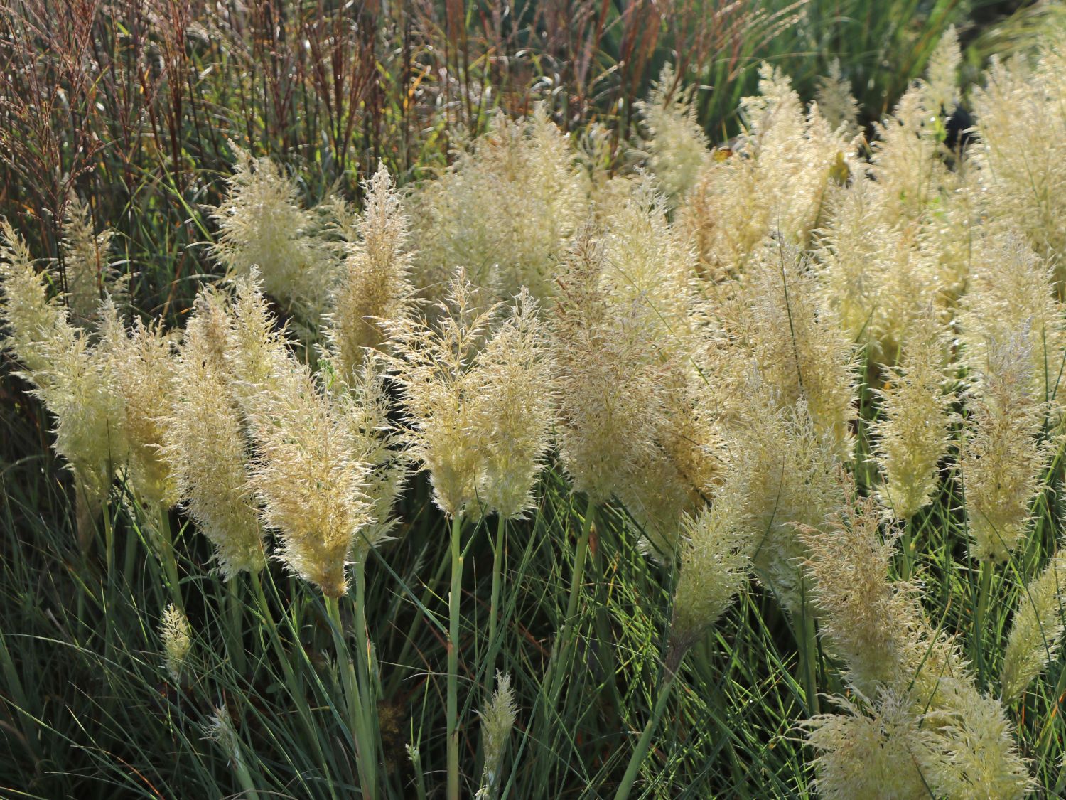 Pampasgras 'Tiny Pampa' - Cortaderia selloana 'Tiny Pampa'
