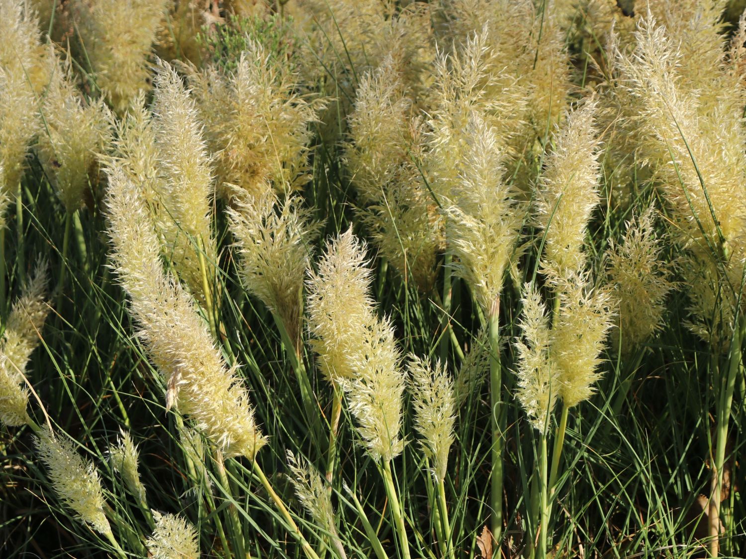 Pampasgras 'Tiny Pampa' - Cortaderia selloana 'Tiny Pampa'