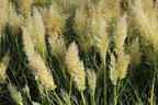 Pampasgras 'Tiny Pampa' - Cortaderia selloana 'Tiny Pampa'