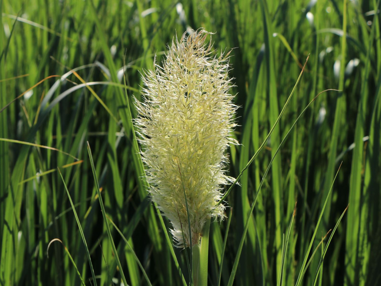 Pampasgras 'Tiny Pampa' - Cortaderia selloana 'Tiny Pampa'