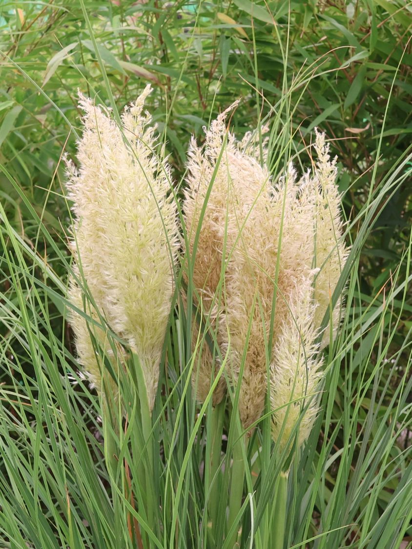 Pampasgras 'Tiny Pampa' - Cortaderia selloana 'Tiny Pampa'