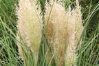 Pampasgras 'Tiny Pampa' - Cortaderia selloana 'Tiny Pampa'