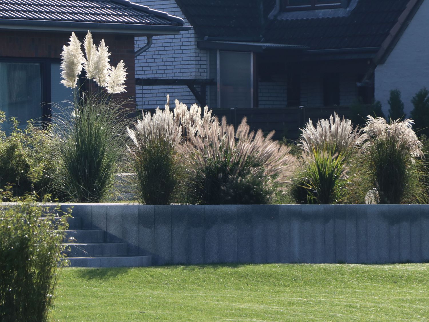 Pampasgras 'Weiße Feder' - Cortaderia selloana 'Weiße Feder'