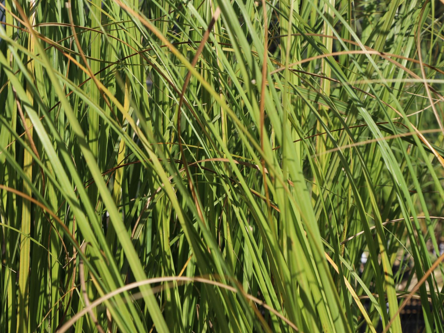 Pampasgras 'Weiße Feder' - Cortaderia selloana 'Weiße Feder'