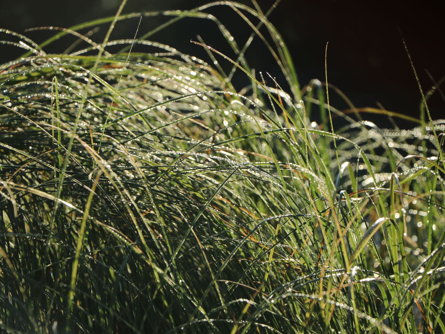Pampasgras 'Weiße Feder' - Cortaderia selloana 'Weiße Feder'