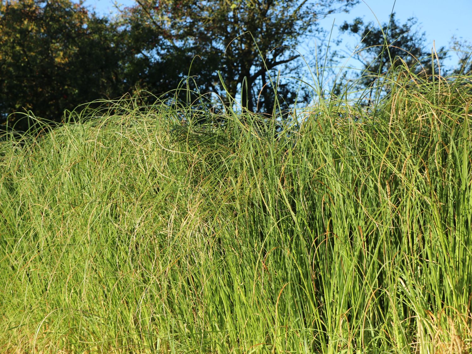 Pampasgras 'Weiße Feder' - Cortaderia selloana 'Weiße Feder'