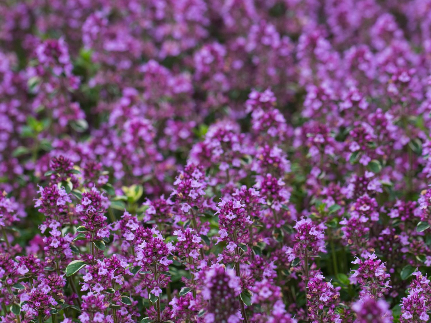 Panaschierter Thymian 'Foxley' - Thymus pulegioides 'Foxley'