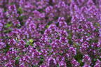 Panaschierter Thymian 'Foxley' - Thymus pulegioides 'Foxley'