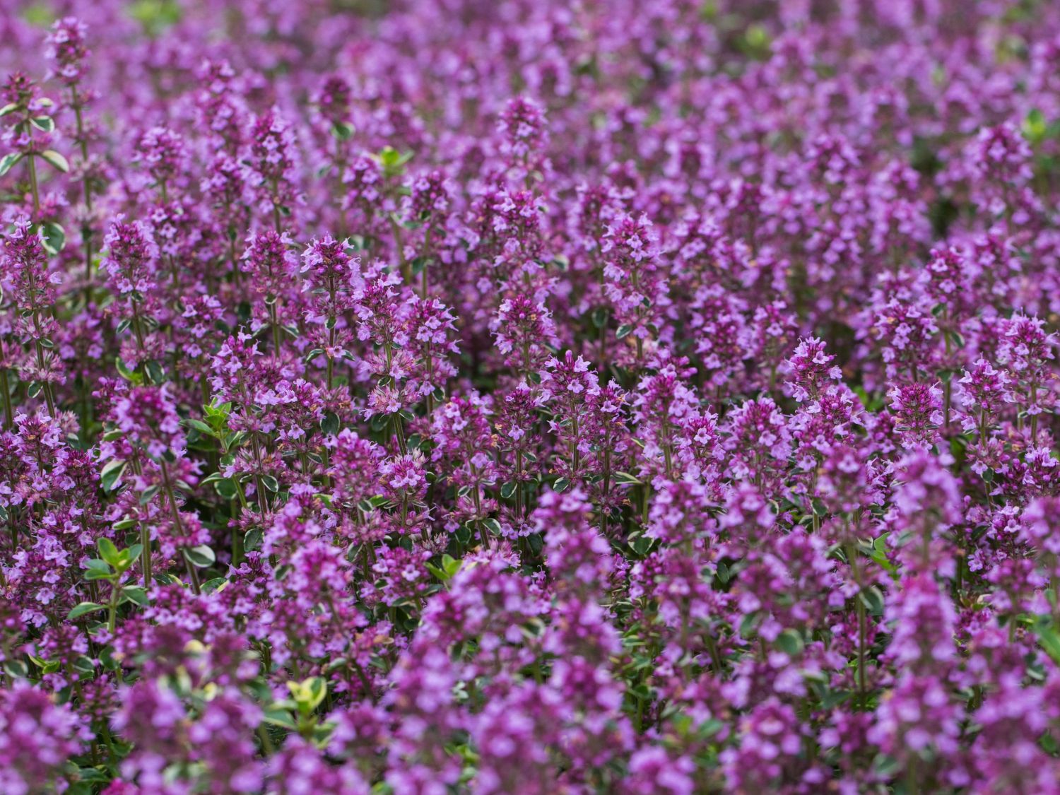 Panaschierter Thymian 'Foxley' - Thymus pulegioides 'Foxley'