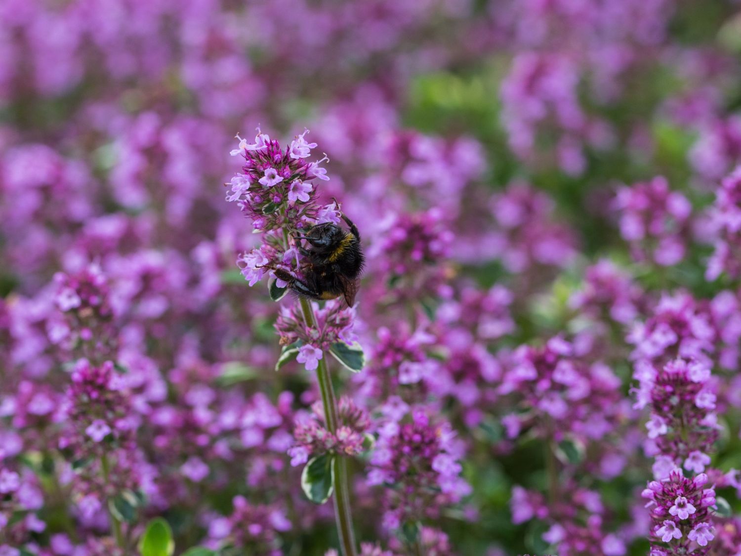 Panaschierter Thymian 'Foxley' - Thymus pulegioides 'Foxley'