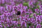 Panaschierter Thymian 'Foxley' - Thymus pulegioides 'Foxley'
