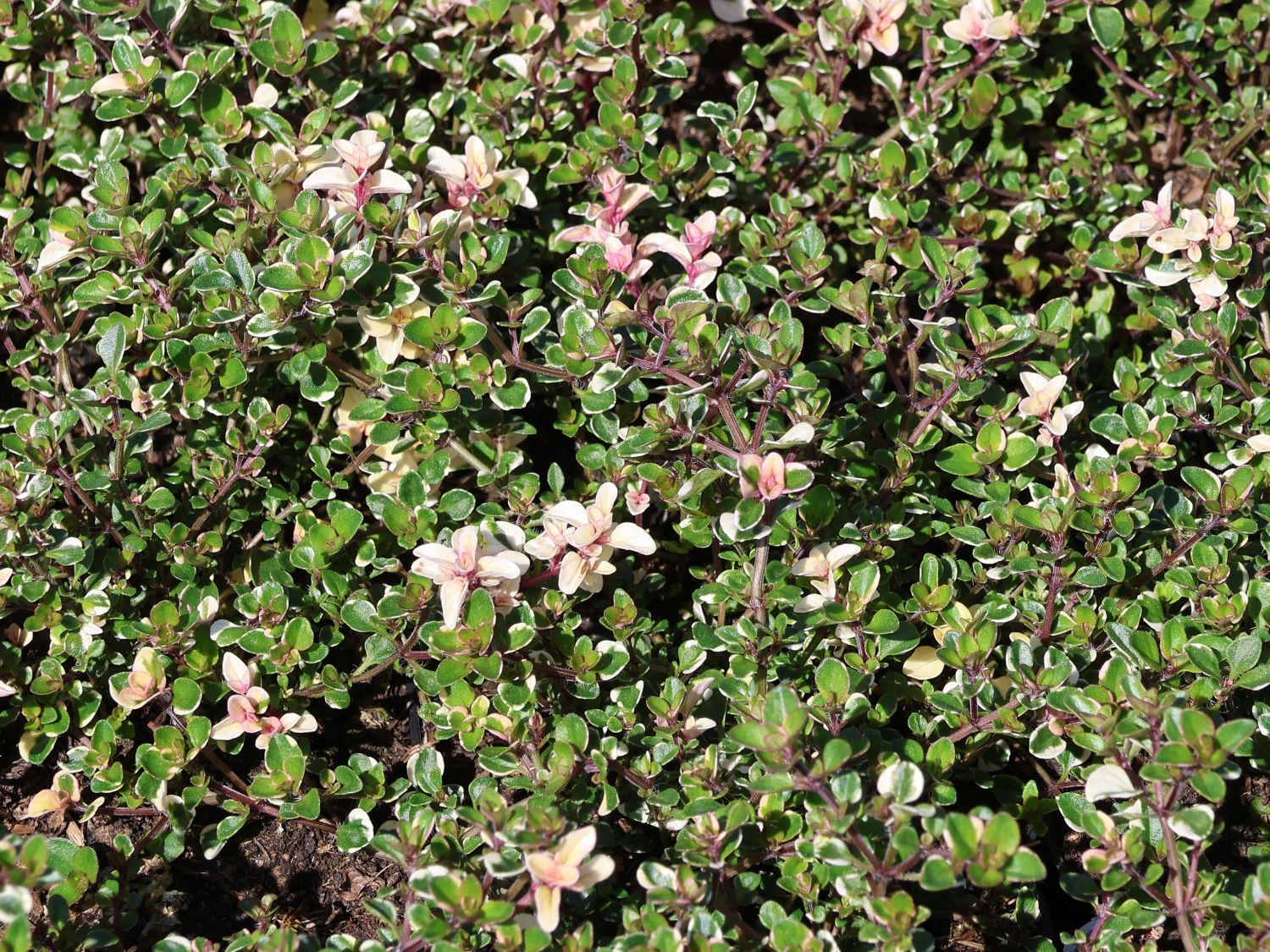 Panaschierter Thymian 'Foxley' - Thymus pulegioides 'Foxley'