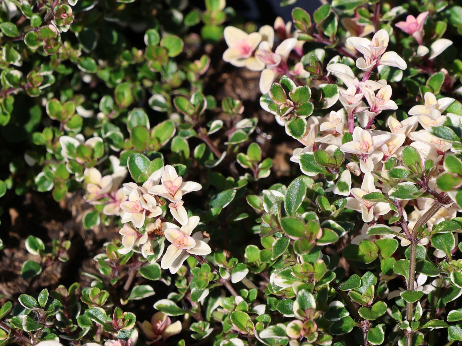 Panaschierter Thymian 'Foxley' - Thymus pulegioides 'Foxley'