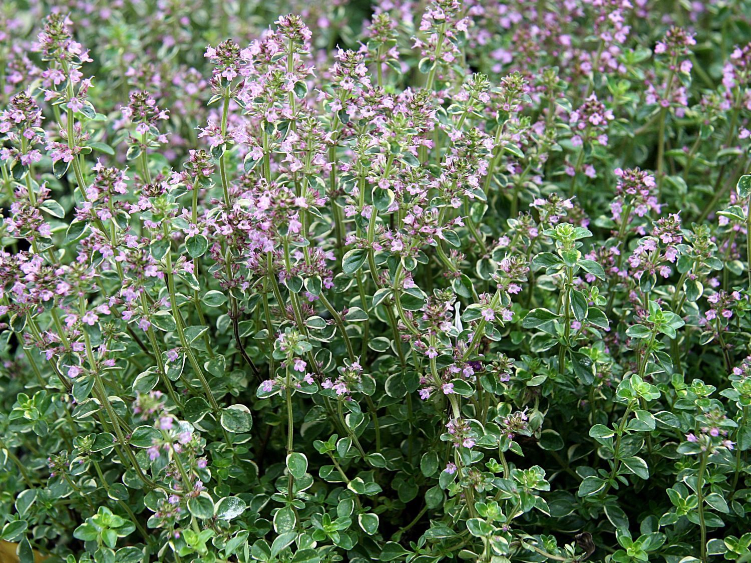 Panaschierter Thymian 'Foxley' - Thymus pulegioides 'Foxley'