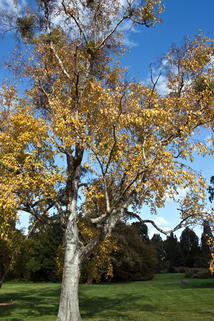 Papier-Birke - Betula papyrifera