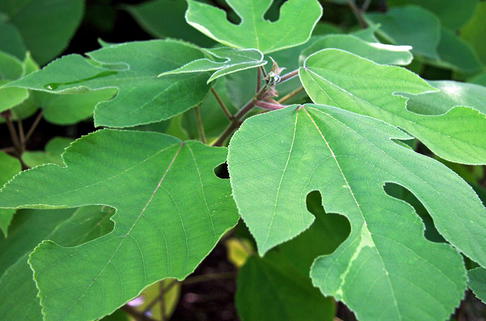 Papier-Maulbeerbaum - Broussonetia papyrifera