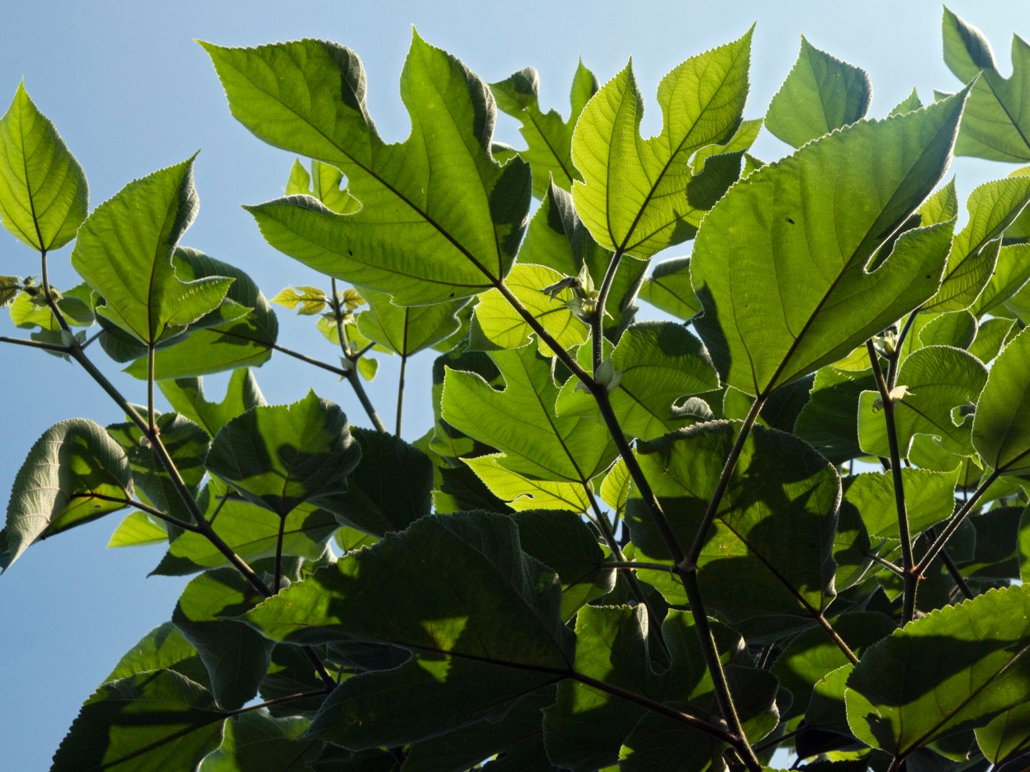 Broussonetia (Broussonetia)